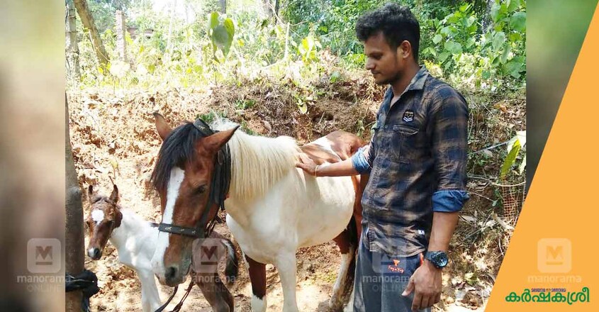 horse-rider-nimish horse-rider-nimish