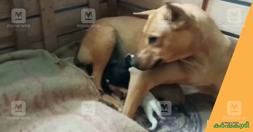 kuvi-dog-1 kuvi-dog-1