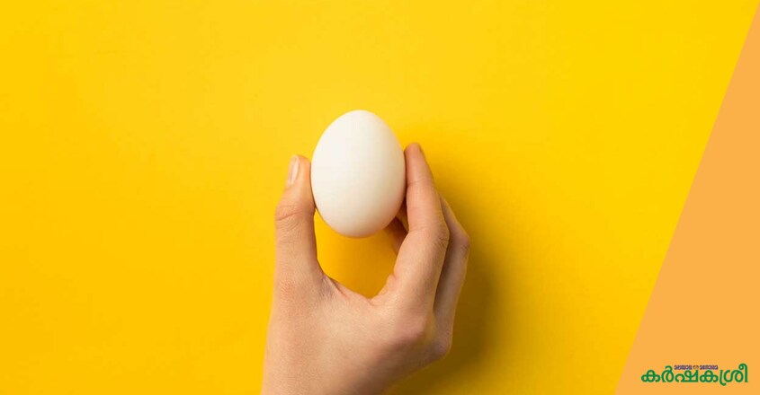 egg egg