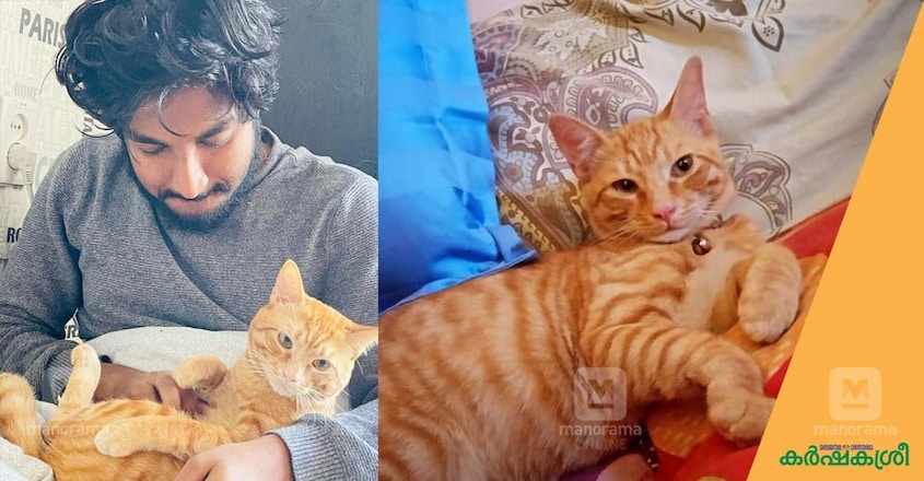ginger-cat-ginju-2 ginger-cat-ginju-2