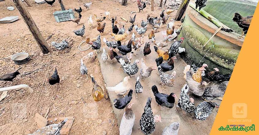 desi-chicken-2 desi-chicken-2