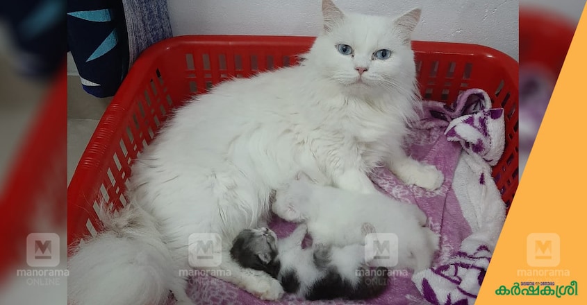 cat-cesarean-1 cat-cesarean-1