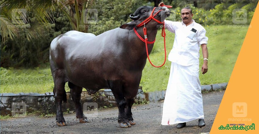 buffalo buffalo