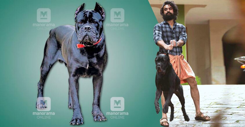 Kala-Tovino-Dog Kala-Tovino-Dog