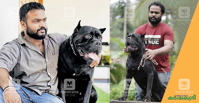 cane-corso-sachin cane-corso-sachin