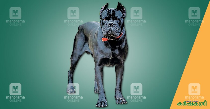 cane-corso cane-corso