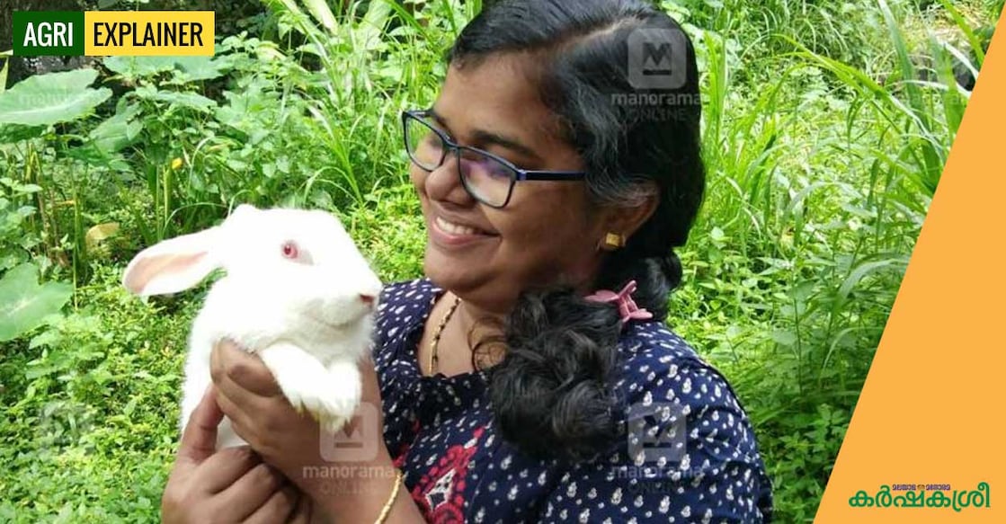 rabbit-1 rabbit-1