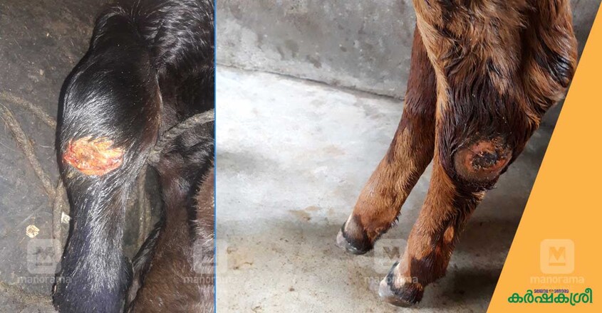 calf-2 calf-2