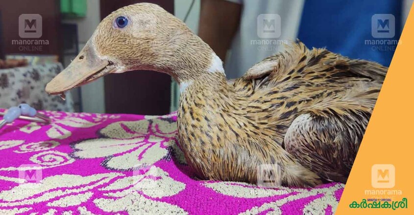 duck-2 duck-2