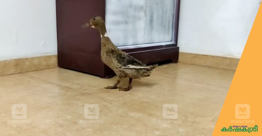 duck-3 duck-3