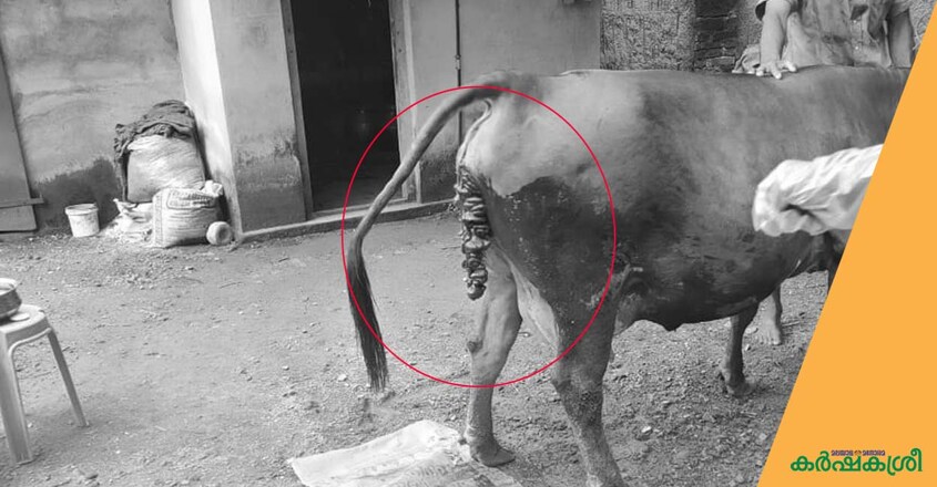 cow-2 cow-2