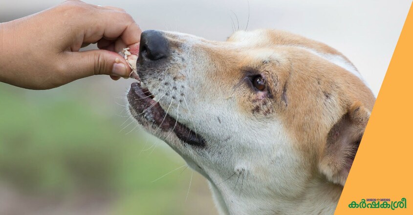 rabies rabies