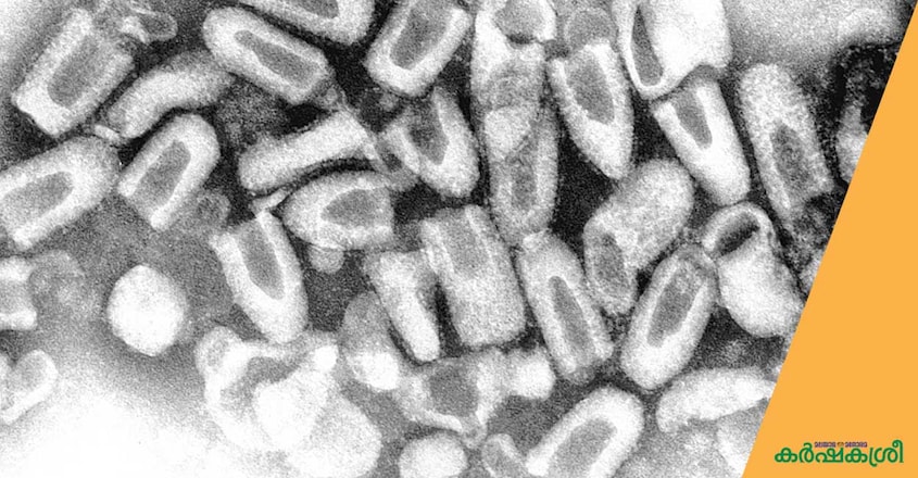 rabies-virus rabies-virus