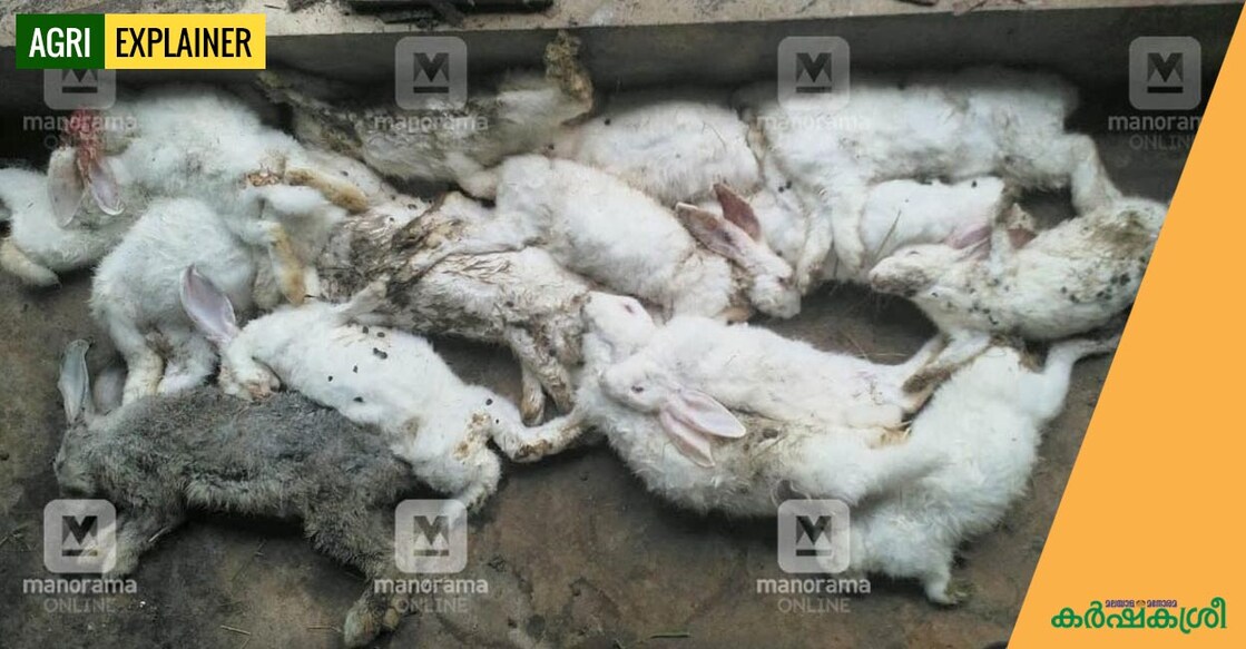 rabbit-death rabbit-death