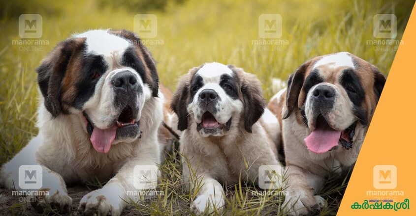 dog-2 dog-2