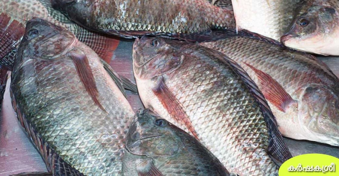 tilapia-fish tilapia-fish