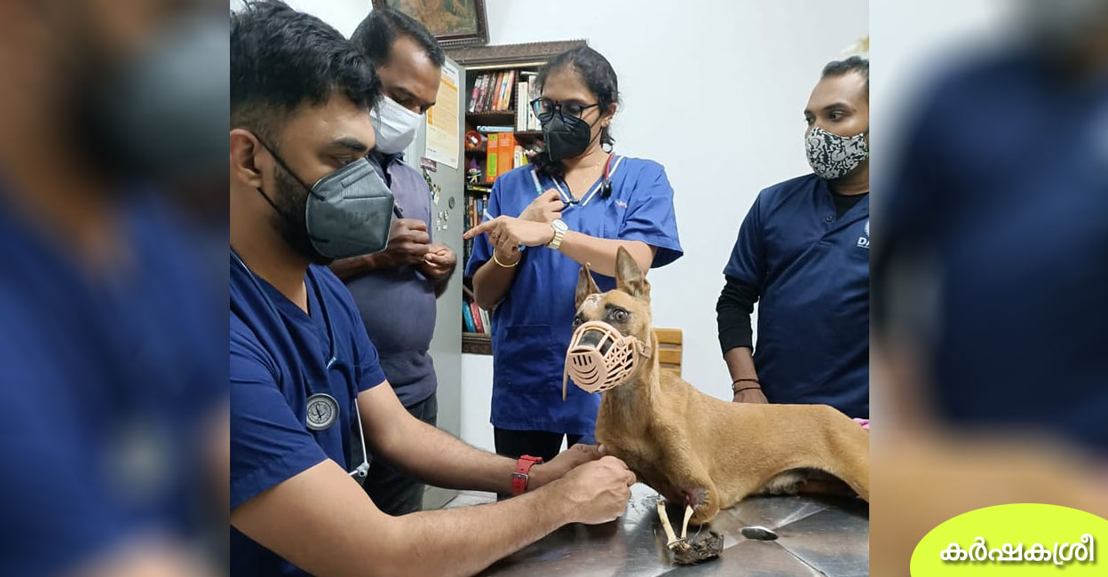 കയ്യിലെ മാംസം അഴുകി എല്ലുകള് പുറത്തുവന്ന് നായ; രക്ഷകരായി 'ദയ ...