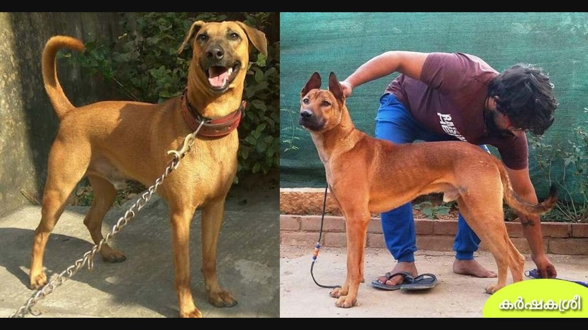 Kombai dog discount for sale