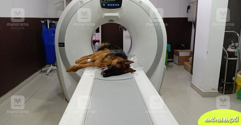 dog-ct-scan-2 dog-ct-scan-2