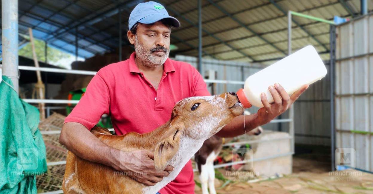 കുട്ടിയെ അറിഞ്ഞ് പാലൂട്ടാം: ഇതാ പശുക്കുട്ടികളുടെ പാലൂട്ടൽ പട്ടിക ...