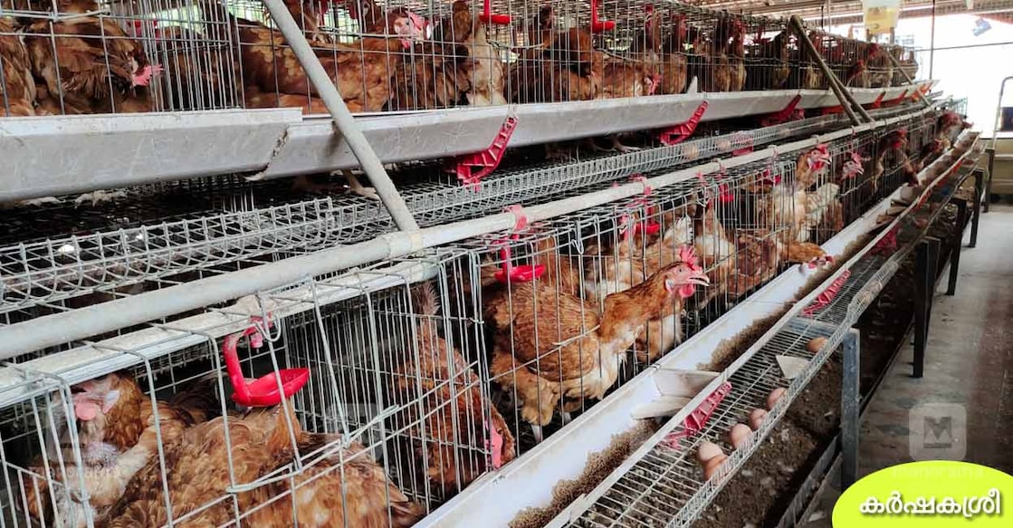 poultry-farm poultry-farm