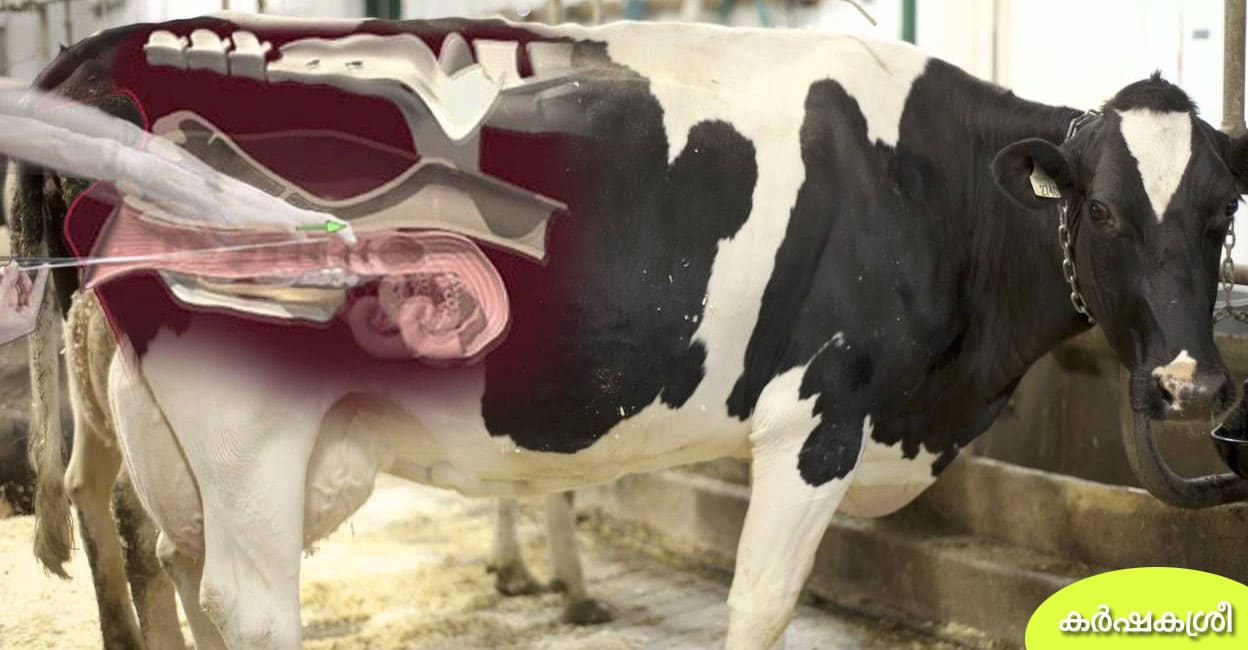 പശുവിന് കുത്തിവച്ചത് ആടിന്റെ ബീജം ബീജാധാനത്തിൽ നിങ്ങ