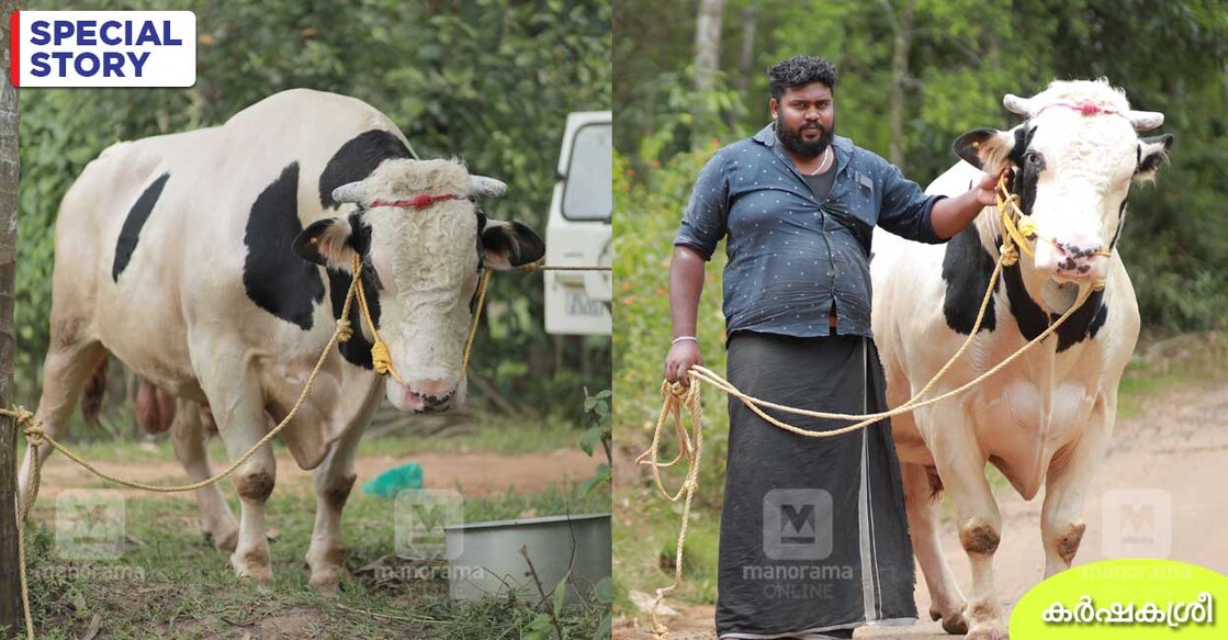 bull-1