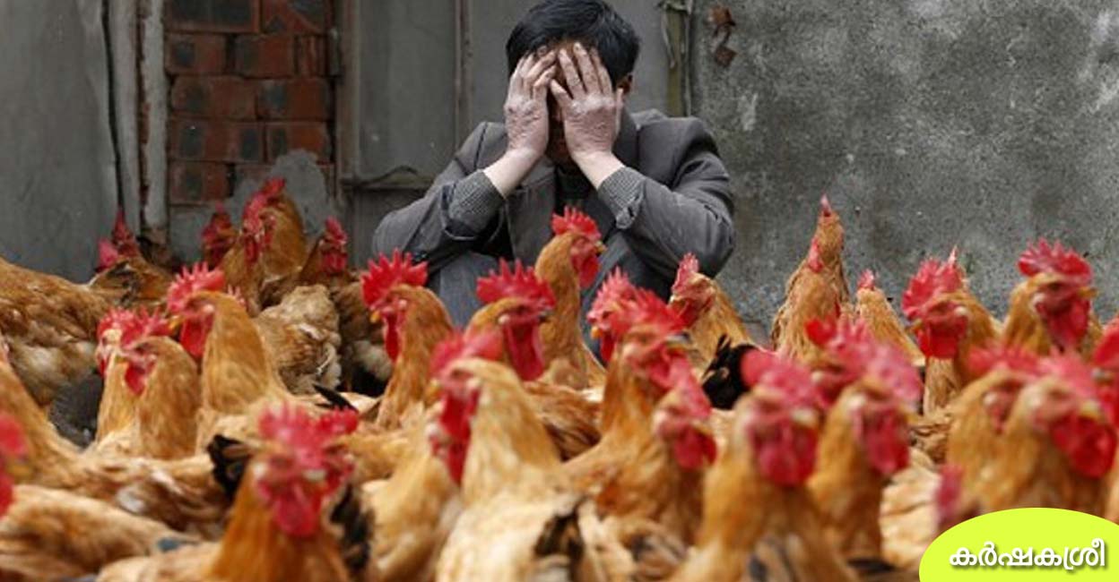 കോഴിയെയോ താറാവിനെയോ പേടിയുണ്ടോ? നിങ്ങളുടെ രോഗം ഇതാണ് Alektorophobia