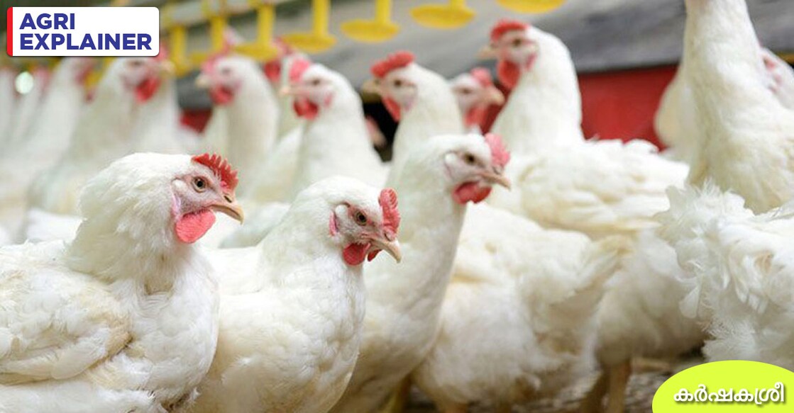 broiler-chicken