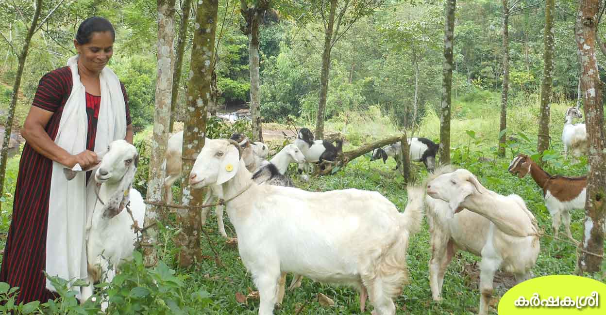 ആടുകളിൽ മദി ഏകീകരണത്തിനു വേണം മുട്ടനാടിന്റെ സാമീപ്യം: പ്രജനനത്തി ...