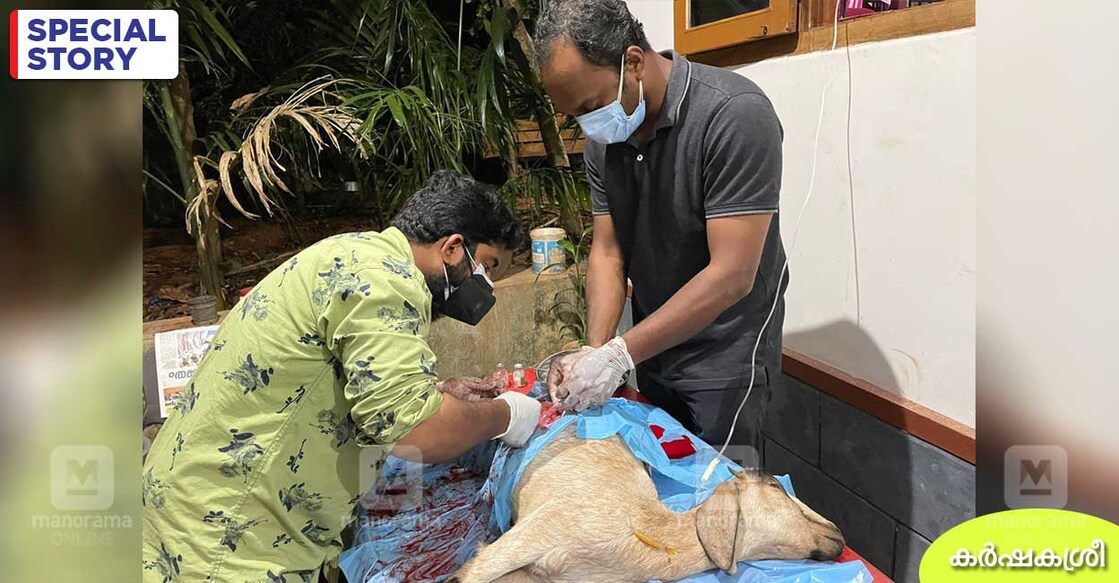 goat-cesarean goat-cesarean
