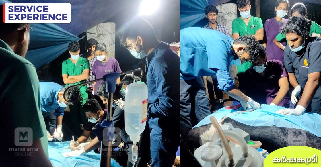 cow-surgery-1