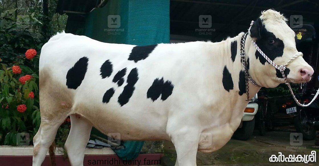 calf-cow-dairy-farming-karshakasree ചിത്രത്തിന് കടപ്പാട്: വിപിൻ പൗലോസ്, മാനന്തവാടി, വയനാട്
