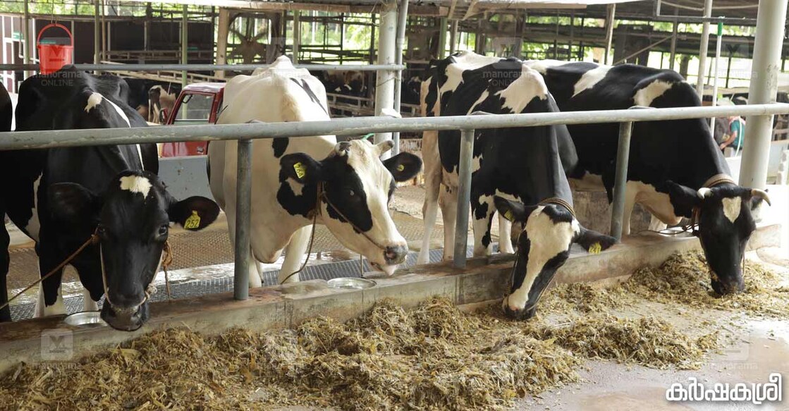 dairy-farm-5