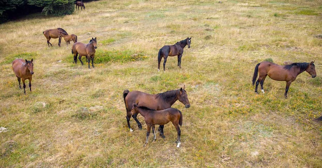 horse Image credit: sandsun/iStockPhoto