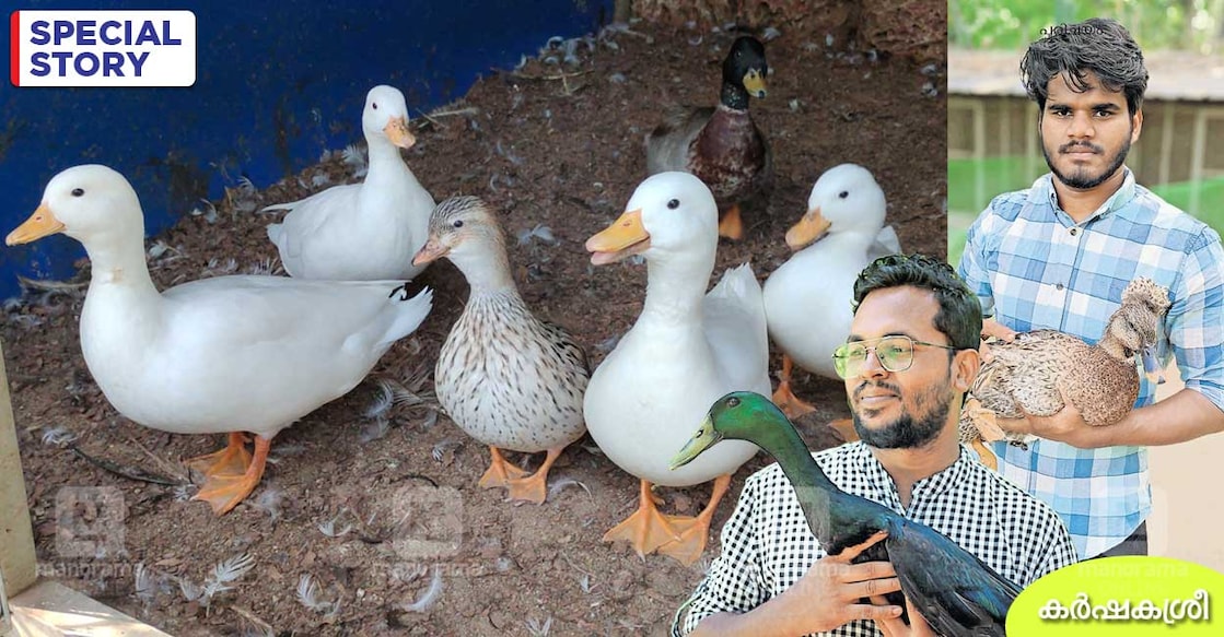 pet-duck-kayooga-1 pet-duck-kayooga-1