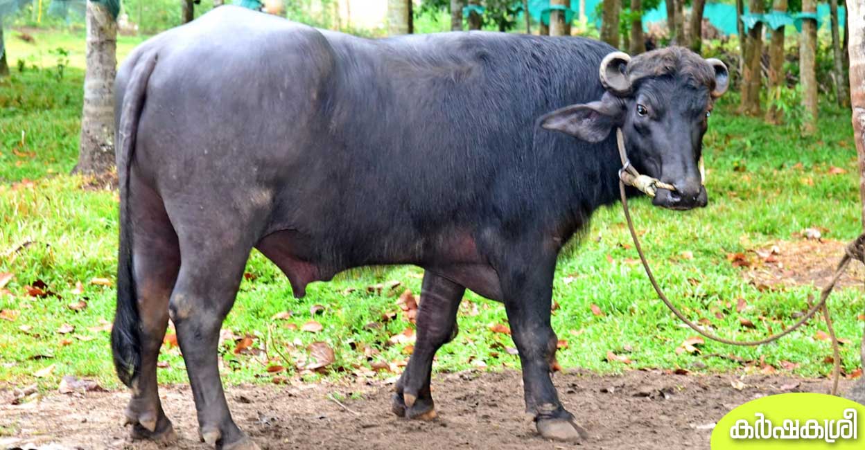 നാലര വയസിൽ 1173.5 കിലോഗ്രാം തൂക്കം: നാടിനാഘോഷമായി ‘ജംബോ പോത്തി’ന് ...