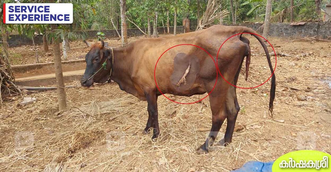 cow-calving-problem cow-calving-problem