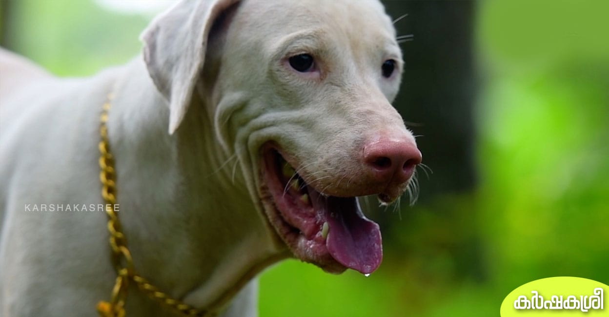 രാജാവിന്റെ ഭാവവും യോദ്ധാവിന്റെ സ്വഭാവവും ഇതു താൻ ടാ രാജപാളയം