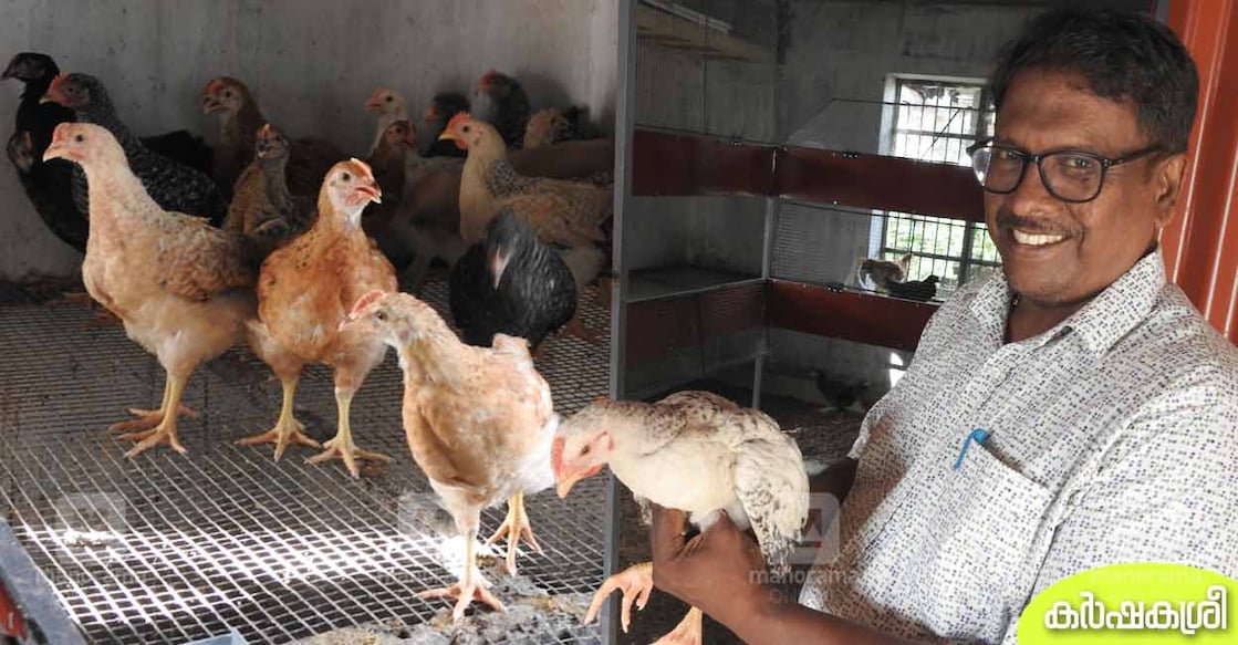 chabro-chicken-1 ഡോ. പി.ബി.ഗിരിദാസ് ചാബ്രോ കോഴിയുമായി