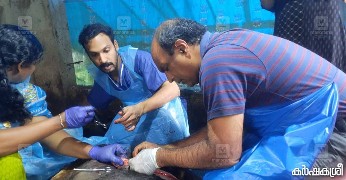 cesarean-section-in-the-cow cesarean-section-in-the-cow