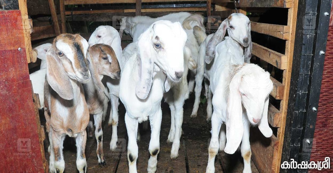 goat-3 goat-3