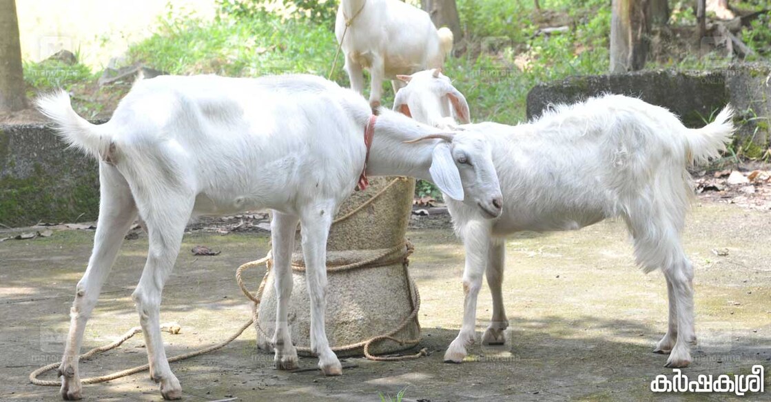 goat-4 goat-4