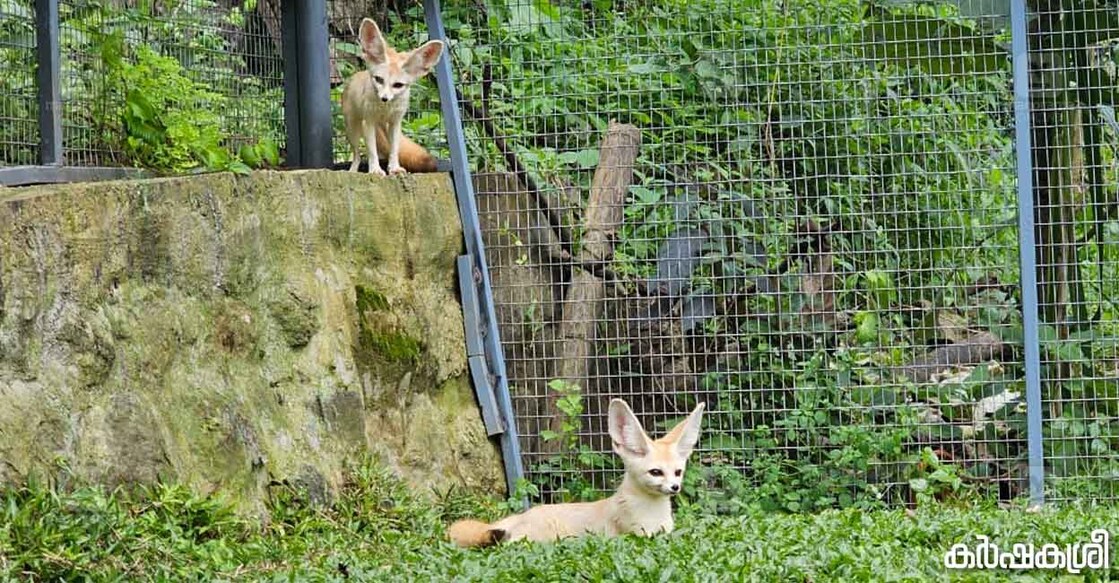 fennec-fox fennec-fox