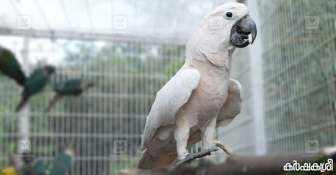 cockatoo salmon crested cockatoo. Image credit: Karshakasree