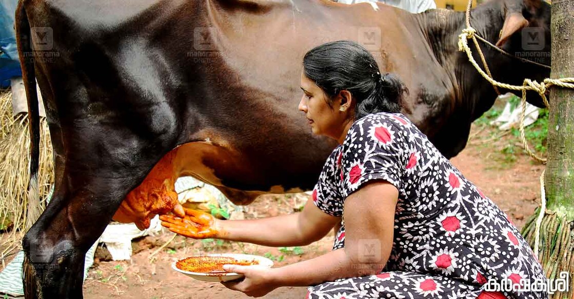 cow-ayurveda cow-ayurveda