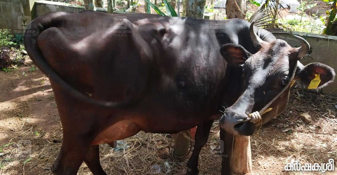 cow-maneed