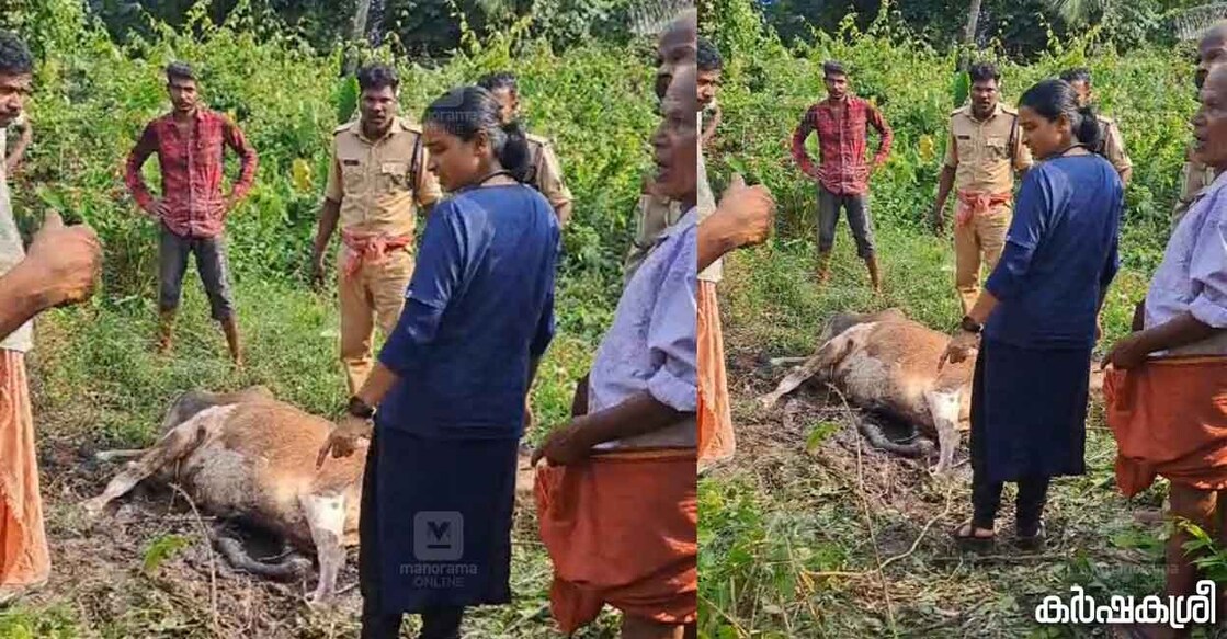 cow