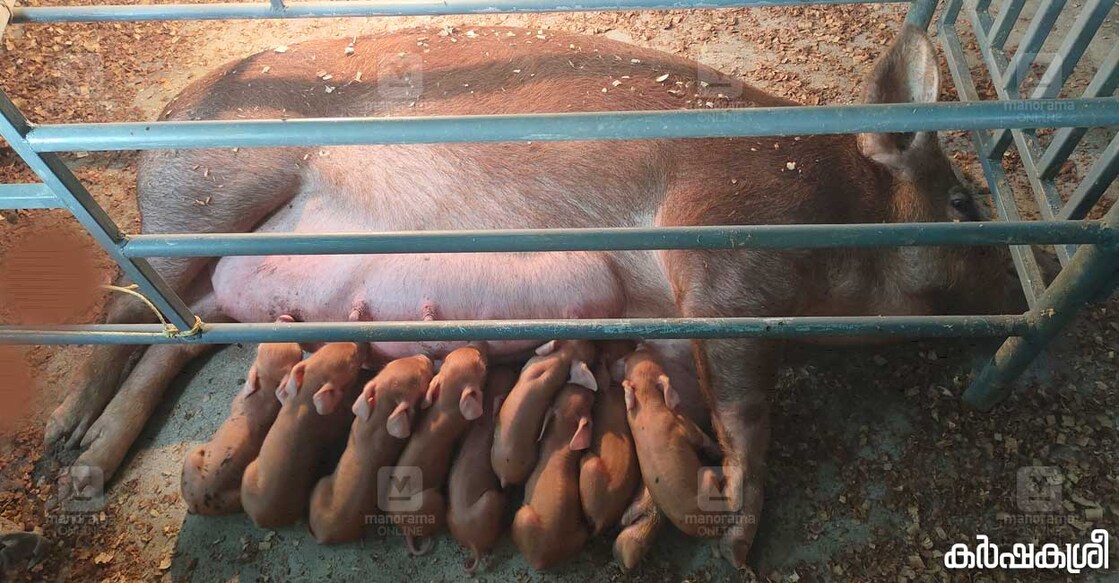 pig-farm-1