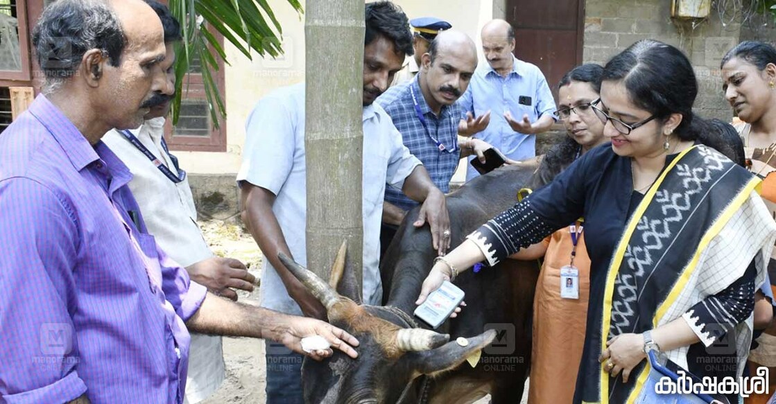 micro-chip-tagging-cattle-2 സ്കാനർ ഉപയോഗിച്ച് മൈക്രോ ചിപ് റീഡ് ചെയ്യുന്ന അന്നത്തെ കലക്ടർ ദിവ്യ എസ്. അയ്യർ